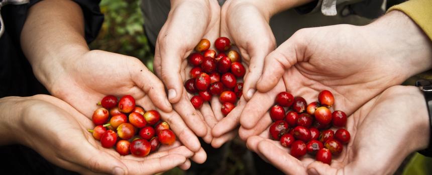 Image of palms of three students holding berries in them